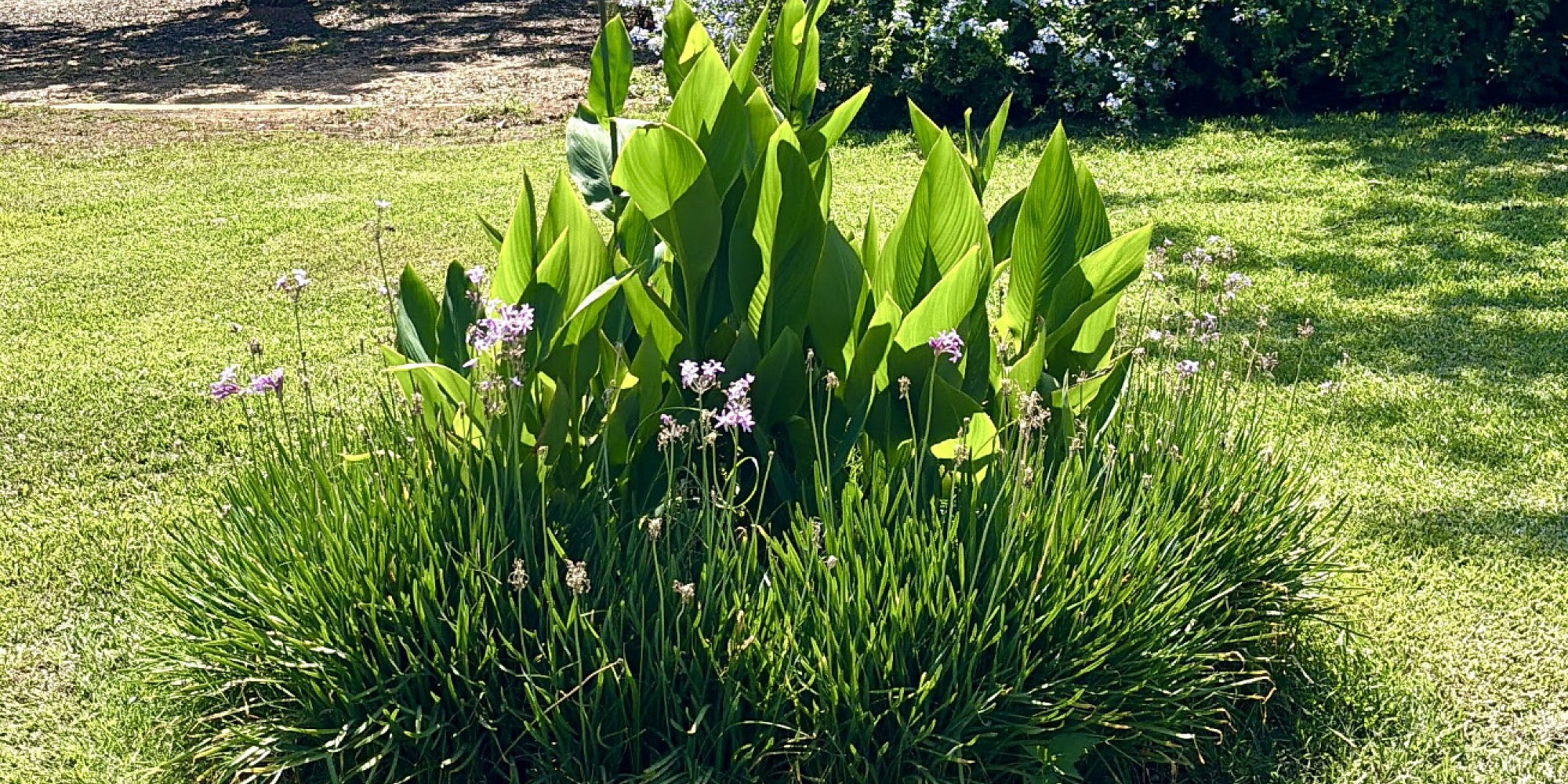 EGASA Paisajismo y Jardinería, jardinería y paisajismo en Alicante